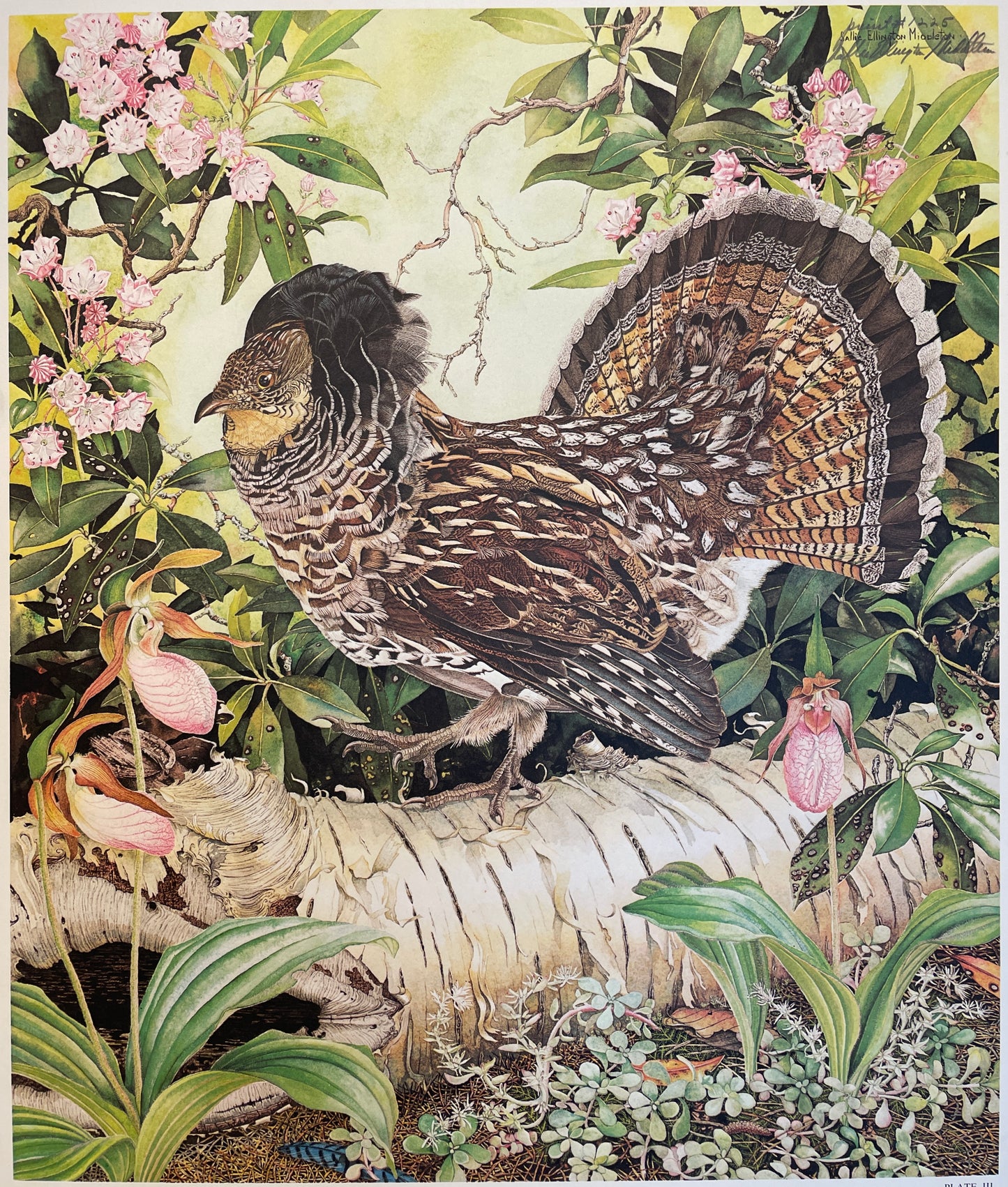 Appalachian Ruffed Grouse