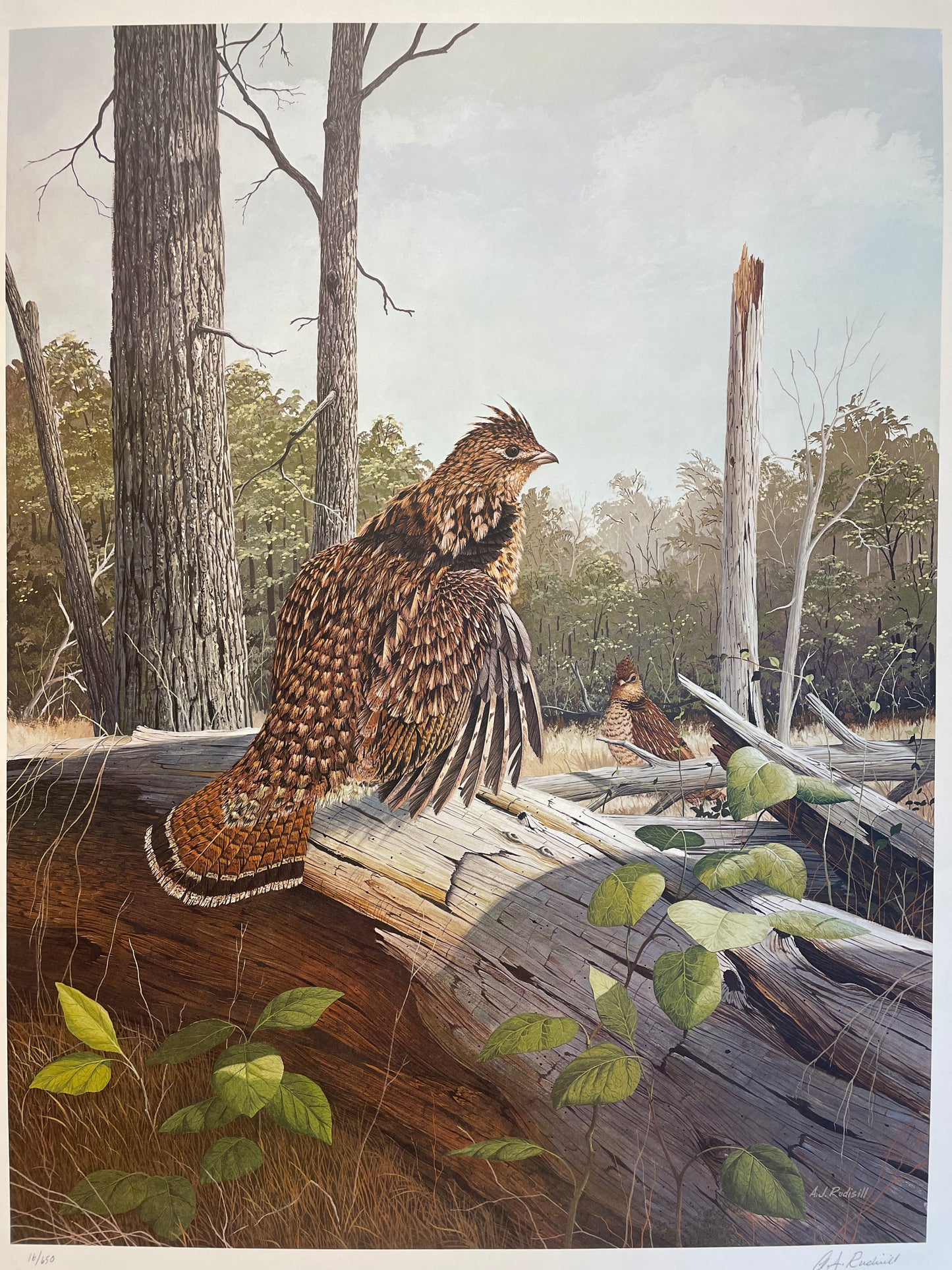 Anthony Rudisill Ruffed Grouse