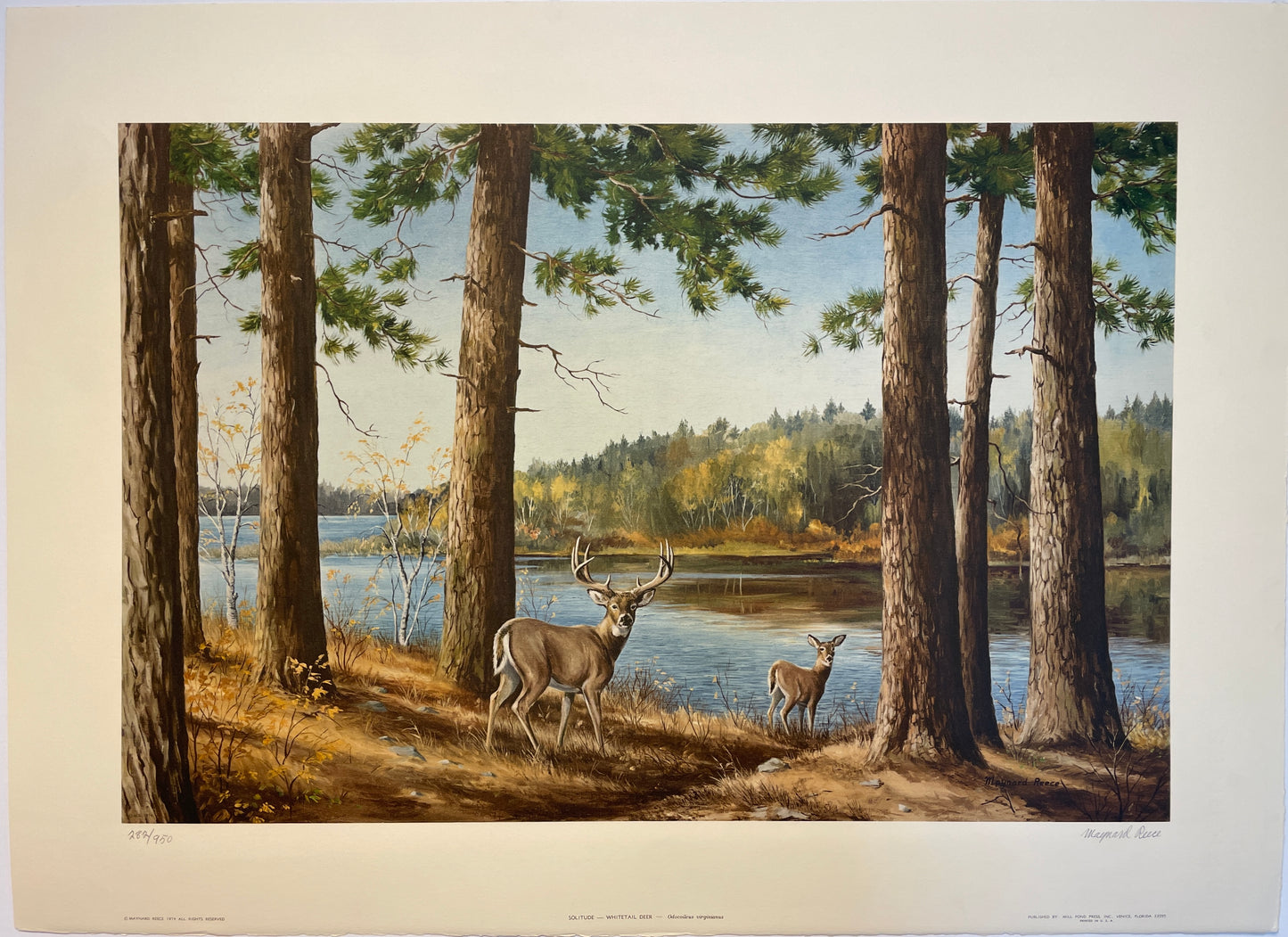 Solitude - Whitetail Deer