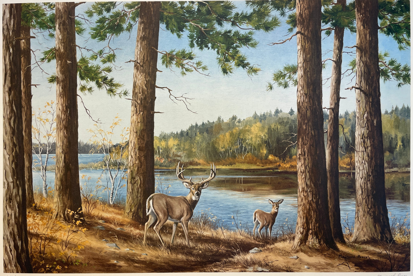 Solitude - Whitetail Deer