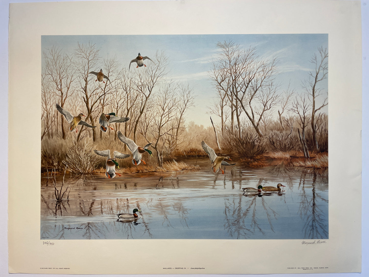 Mallards - Dropping In