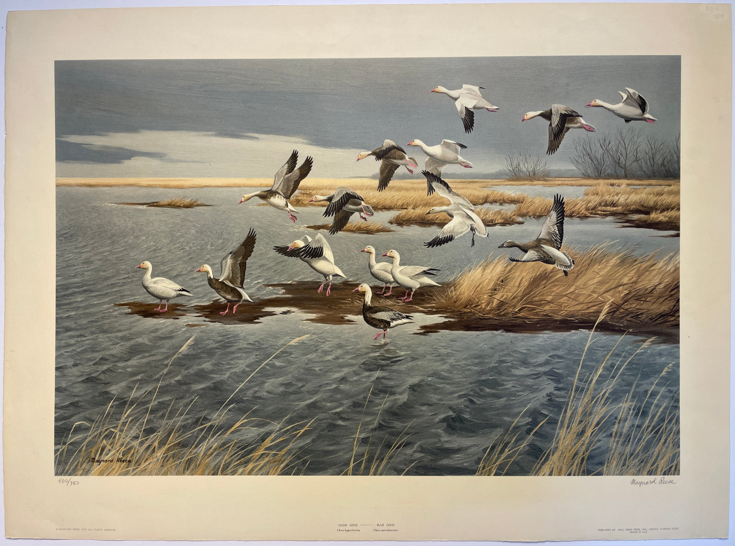 Snow Geese - Blue Geese