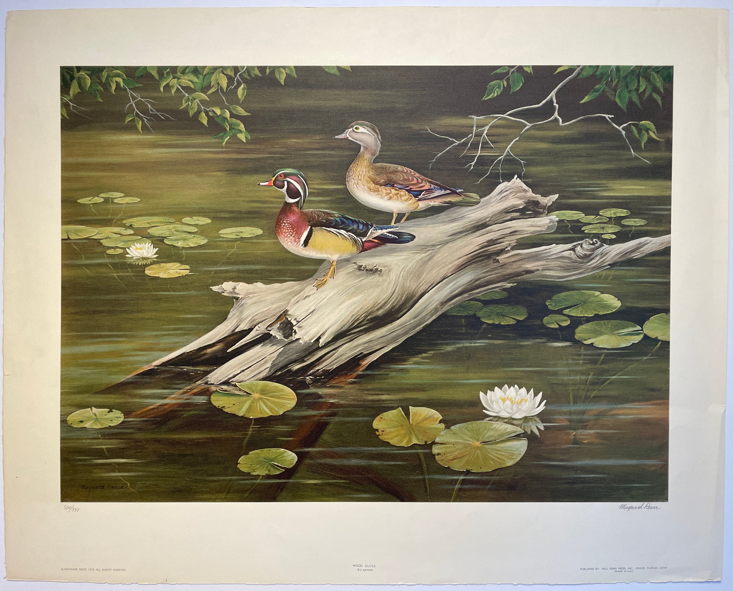 Maynard Reece Wood Ducks