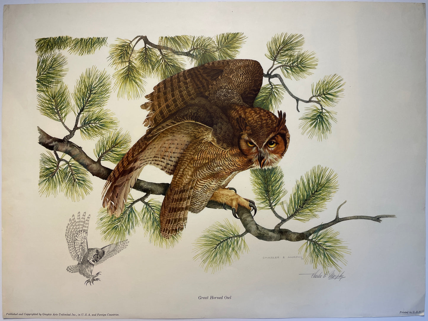 Great Horned Owl #1