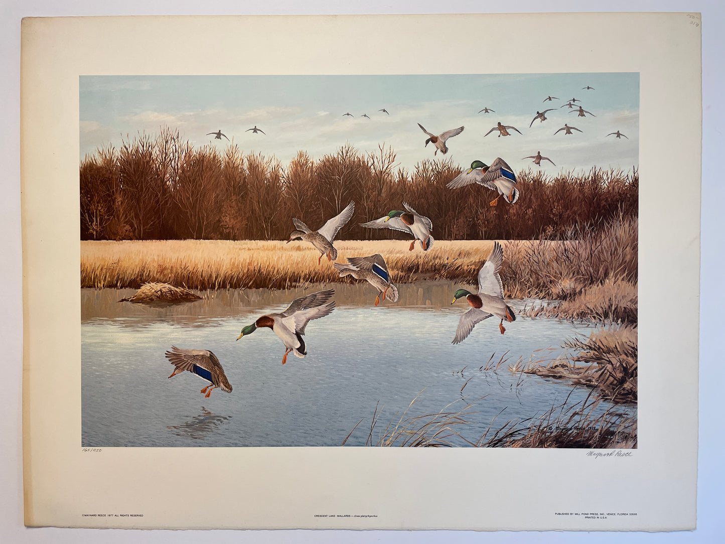 Crescent Lake - Mallards