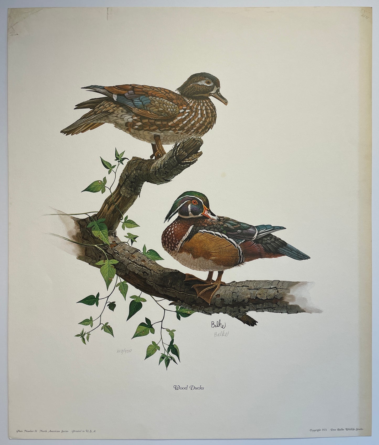 Don Balke Wood Ducks