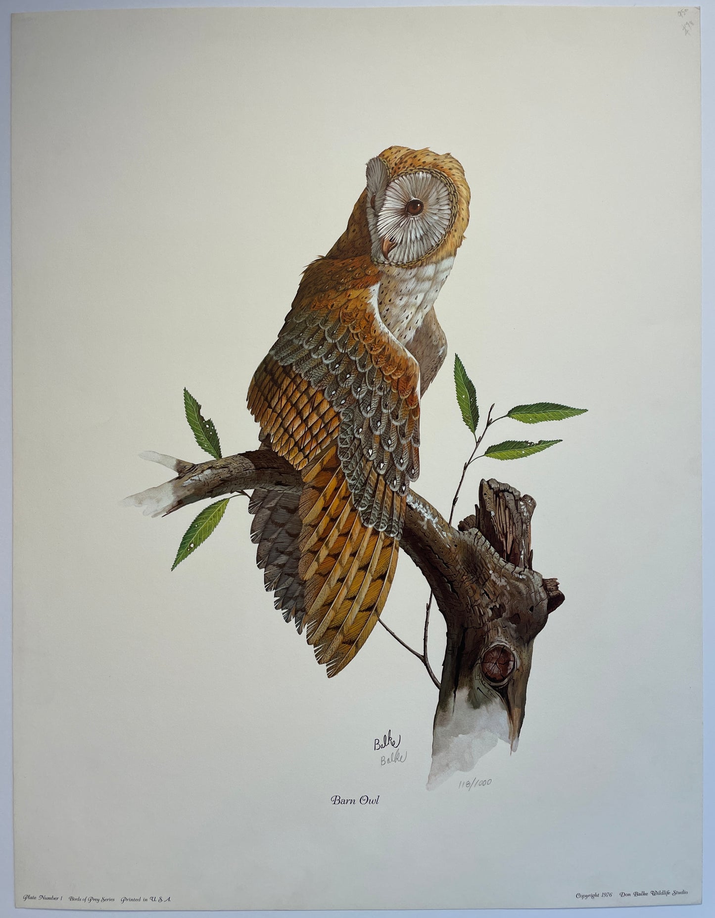 Don Balke Barn Owl