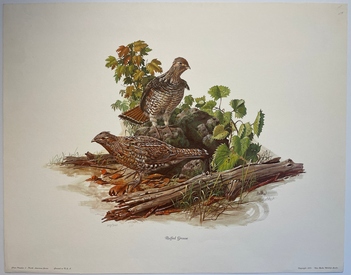 Don Balke Ruffed Grouse