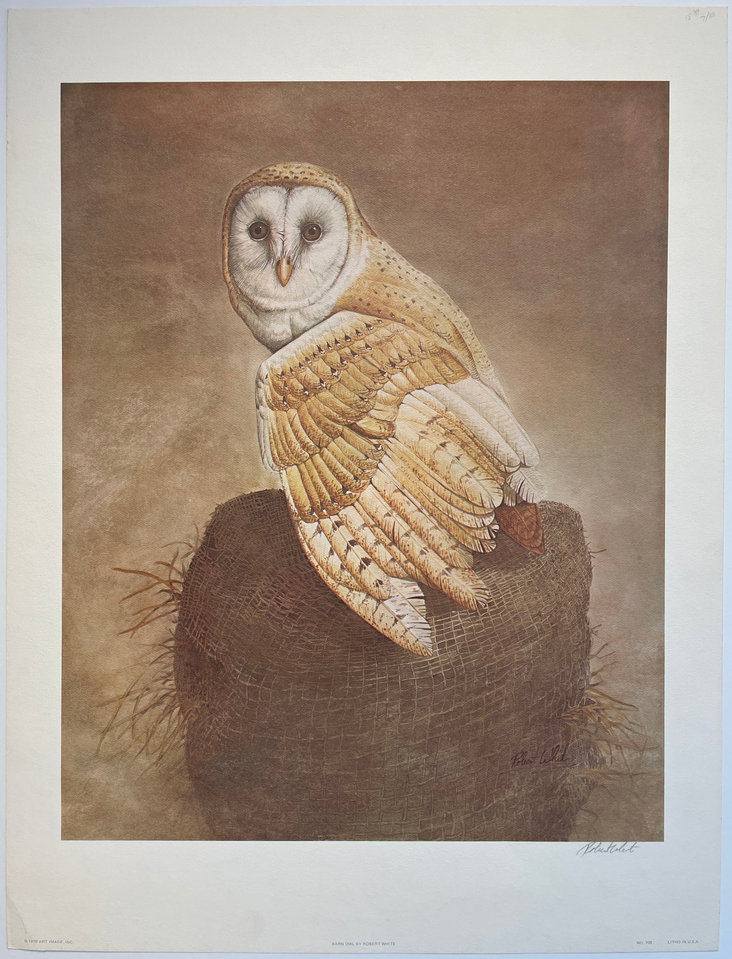 Robert White - Barn Owl