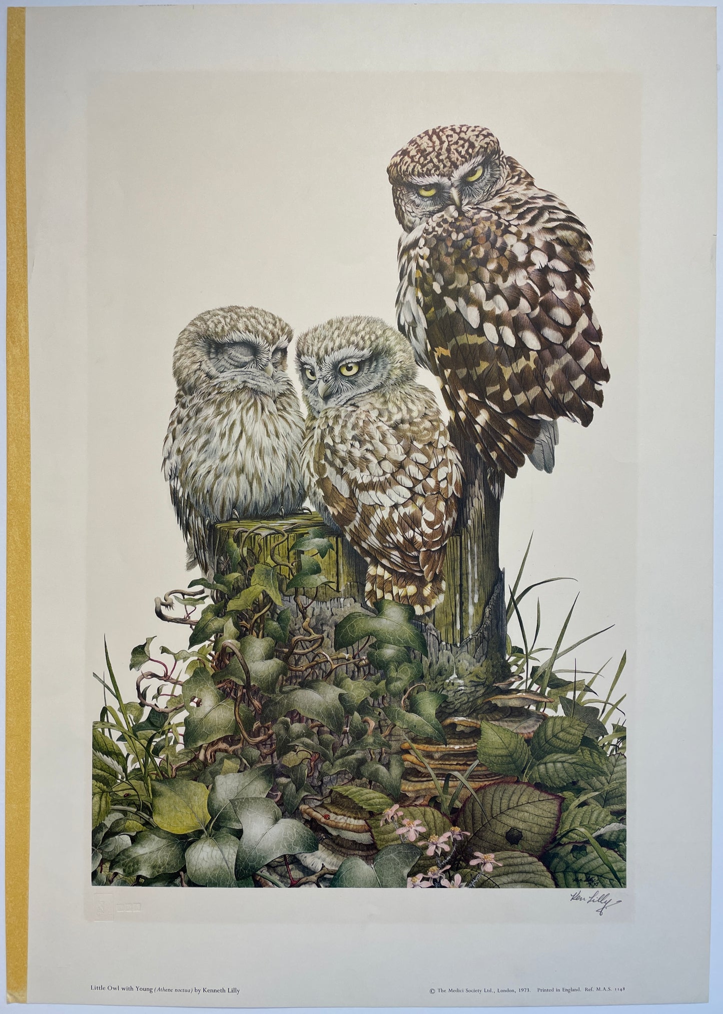 Little Owl with Young