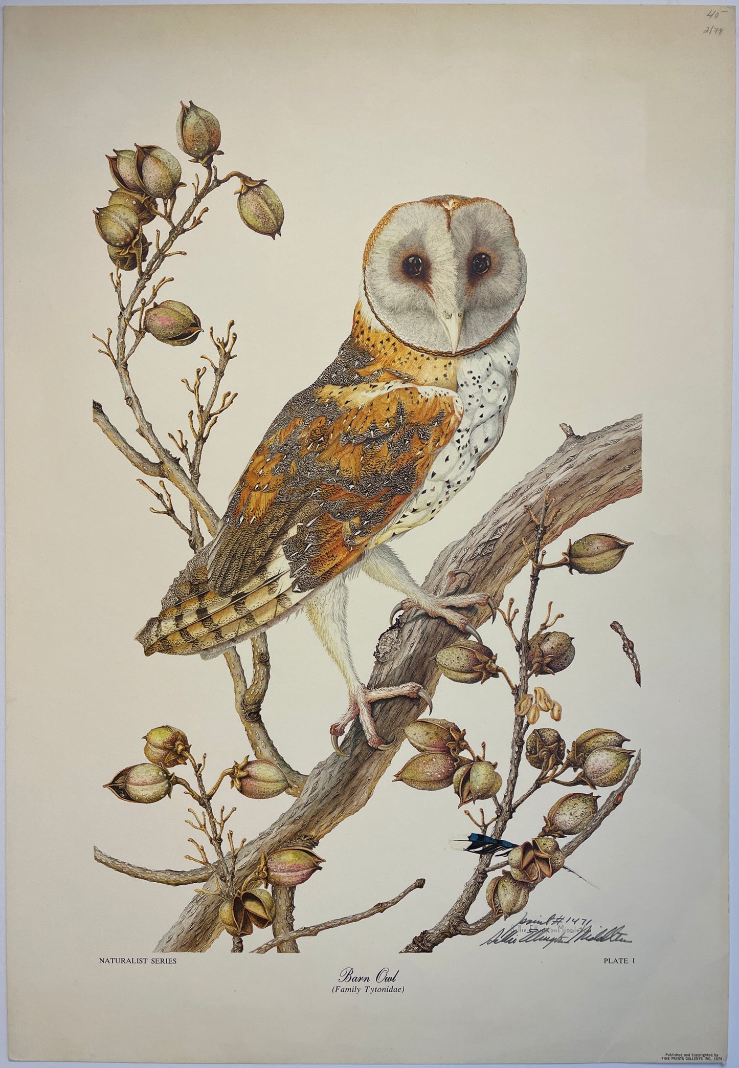 Sallie Ellington Middleton - Barn Owl