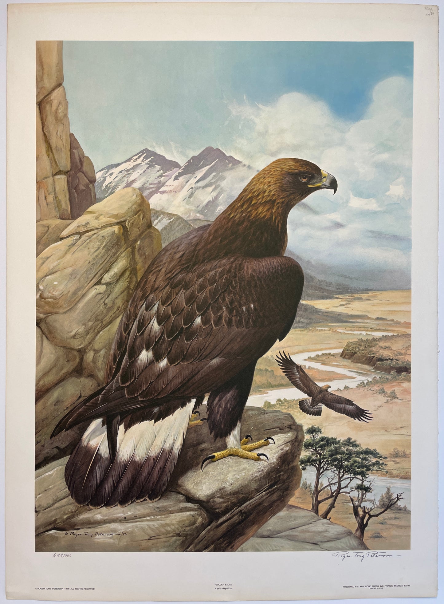 Golden Eagle