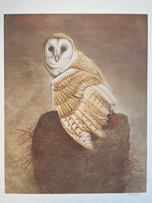 Robert White - Barn Owl