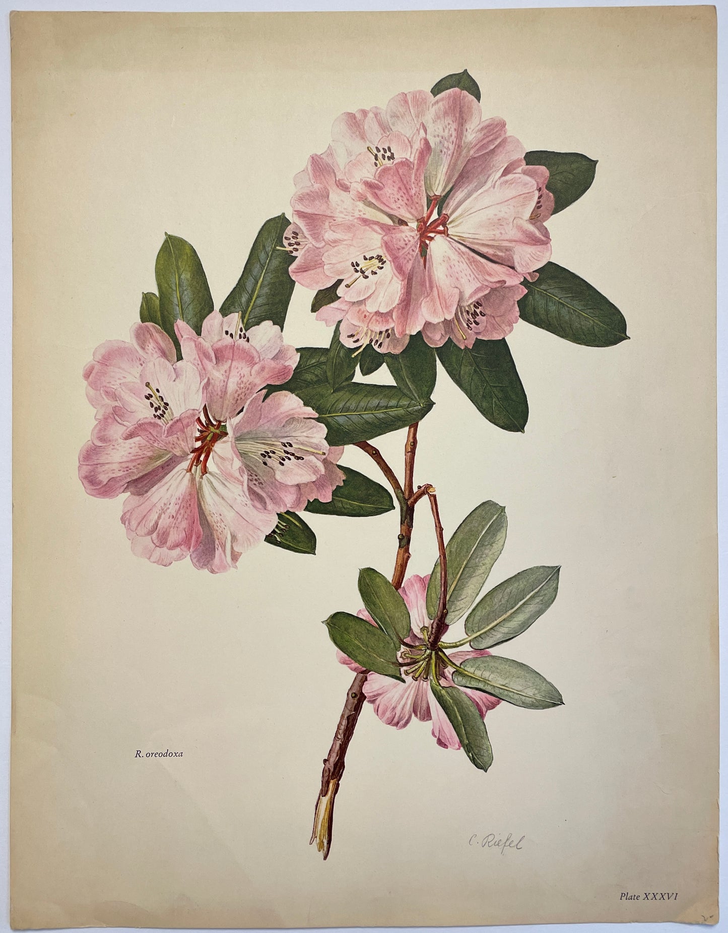 Rhododendron oreodoxa lithograph