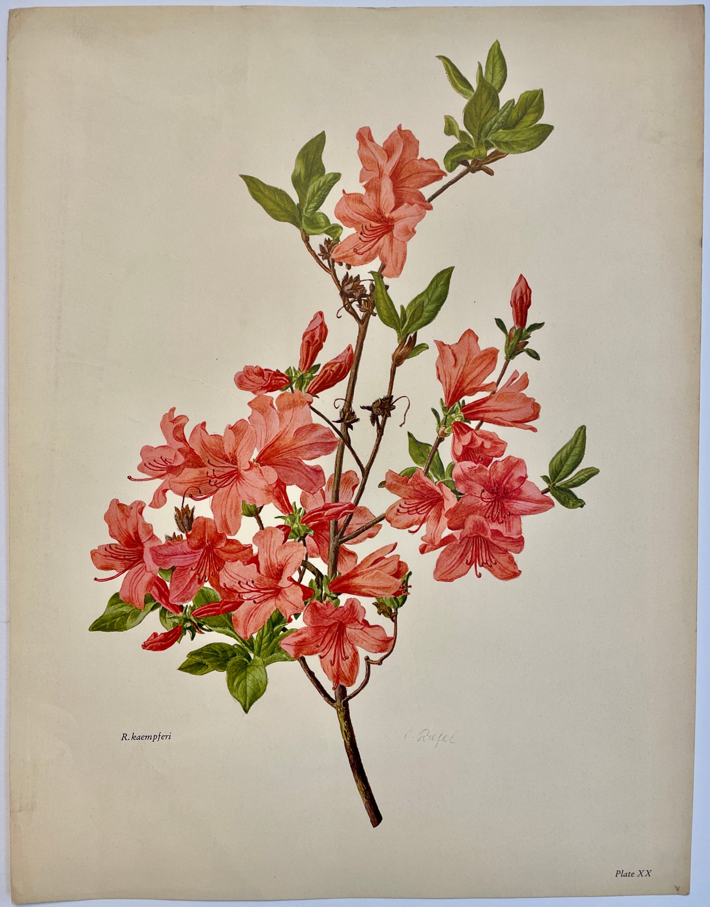 Rhododendron kaempferi lithograph