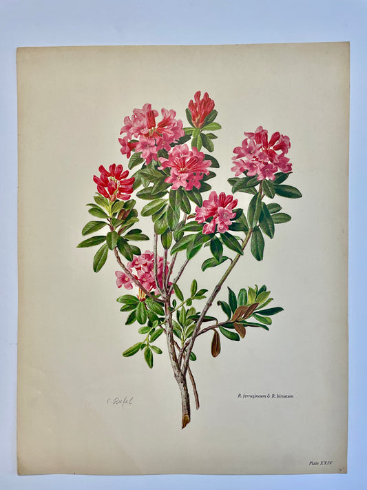 Rhododendron ferrugineum & R. hirsutum lithograph