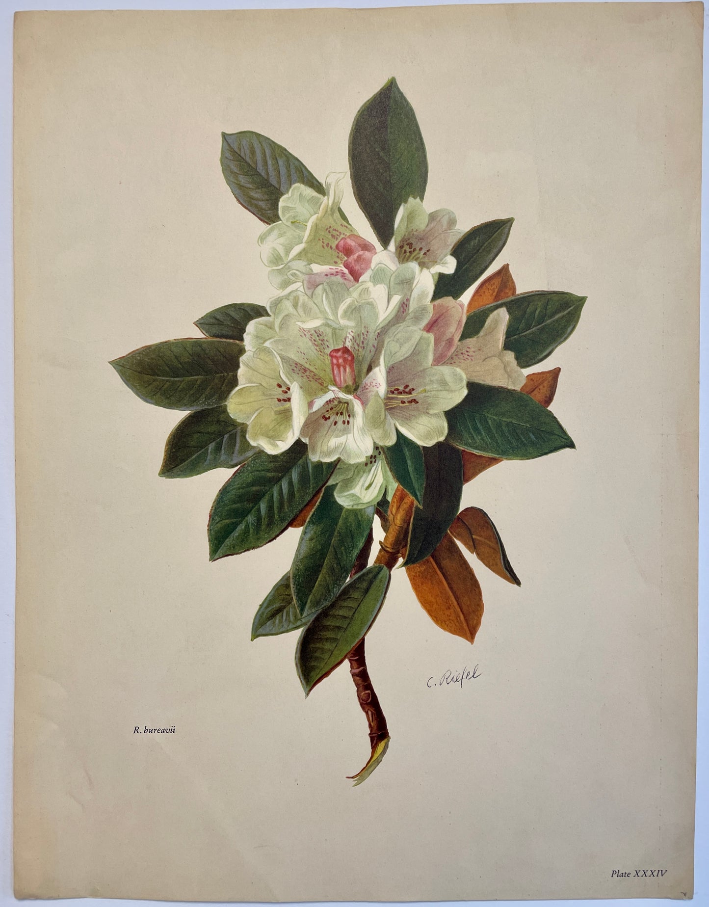 Rhododendron bureavii lithograph