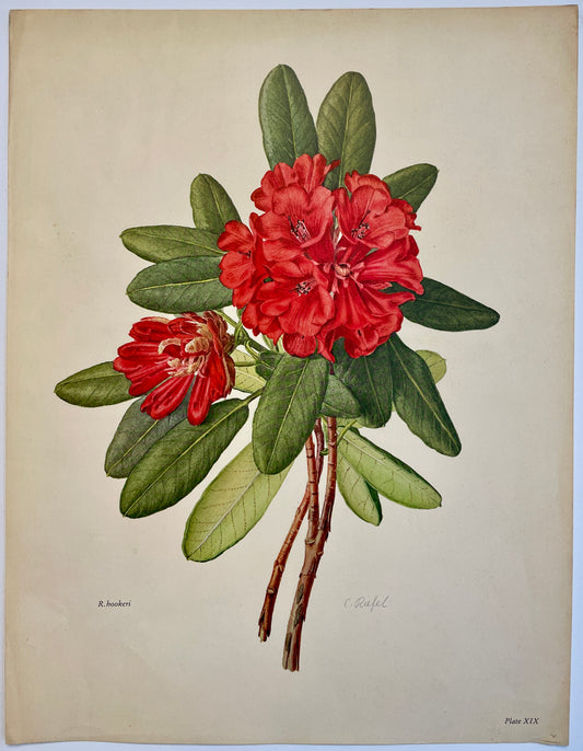 Rhododendron hookeri lithograph