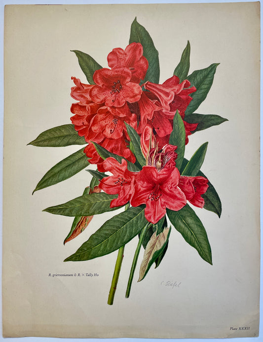 Rhododendron griersonianum & R. X Tally Ho lithograph